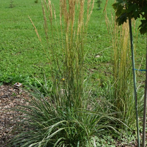Calamagrostis x acutiflora 'Overdam' - Teravaõieline kastik 'Overdam'